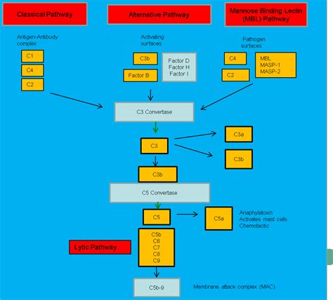 Image result for Complement System Terminal Pathway
