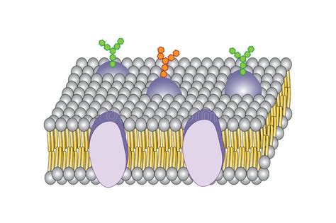 Membrane Module Cartoon に対する画像結果