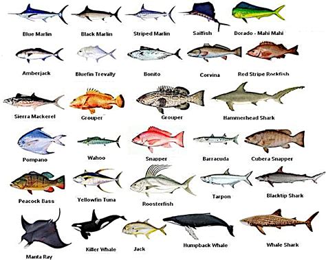 Image result for Different Types of Edible Fish