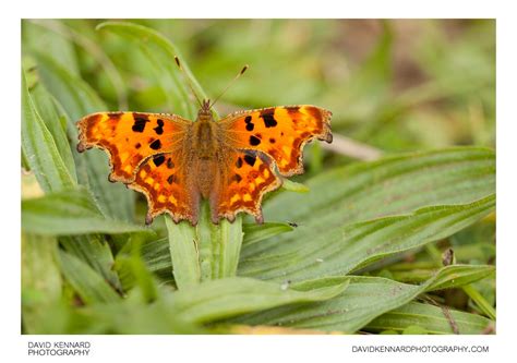 Image result for Polygonia Butterfly