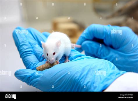 Image result for Vet Tech with Lab Mouse