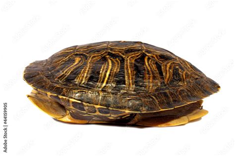 Image result for Freshwater Turtle Shell