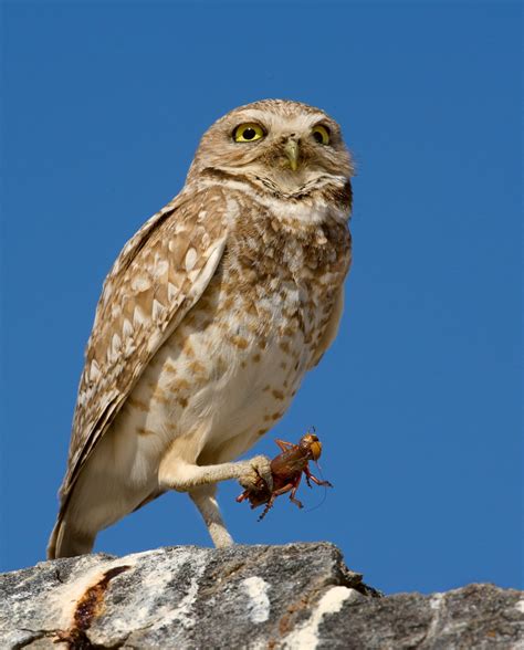 Image result for Burrowing Owl Sign