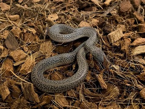 Image result for Spotted Python Natural Habitat