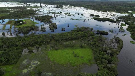 Toradh íomhá ar Swamp Trees in Minecraft