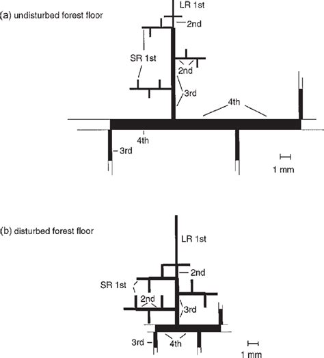 Aspen Tree Root System に対する画像結果