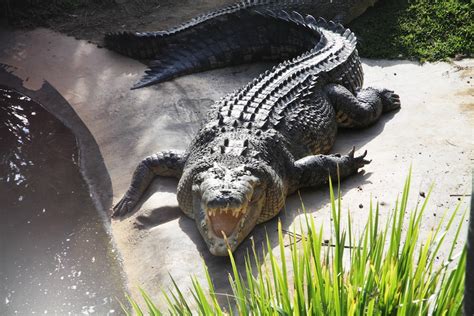 Image result for Biggest Crocodile in the Wild