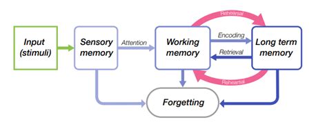 Working Memory Capacity Cognitive Load Diagram に対する画像結果