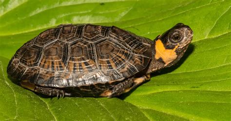 Loggerhead Musk Turtle に対する画像結果