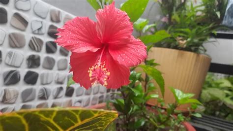 Toradh íomhá ar How to Care for Hibiscus