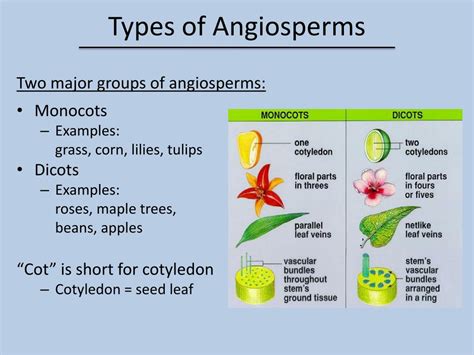 Image result for Angiosperms Examples List