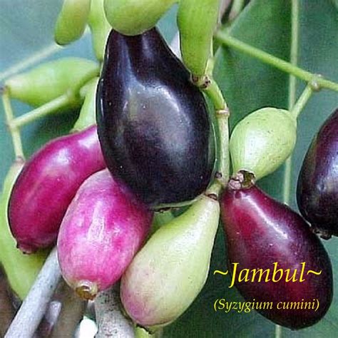 Image result for Java Plum