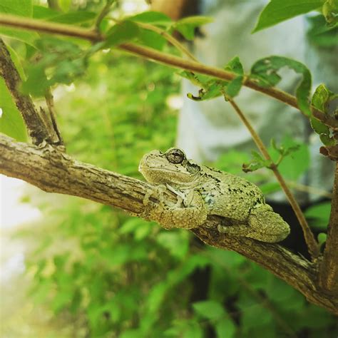 Smug Tree Frog に対する画像結果