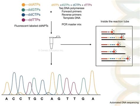DNA Sequencing Steps に対する画像結果