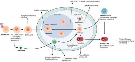 Image result for Affinity Maturation Type Switch
