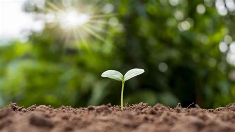 Image result for Planting Corn in Pot