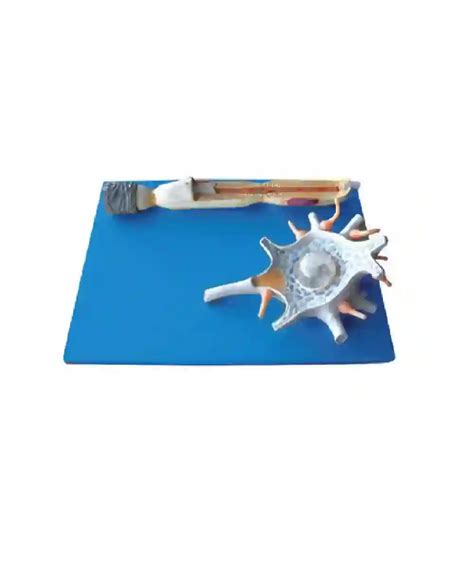 Image result for Biological Neuron Model