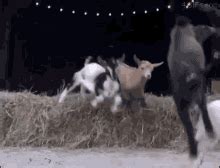 Image result for Goats Falling Off Mountain