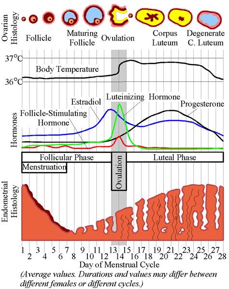 Printable Cycle Graph എന്നതിനുള്ള ഇമേജ് ഫലം