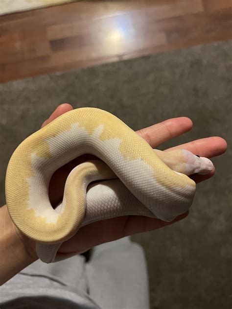 Image result for Fire Female Ball Python