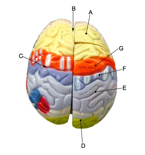 Image result for Brain Model Description Card