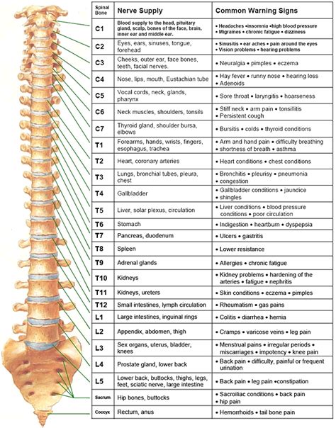 Image result for Nerve Function Chart