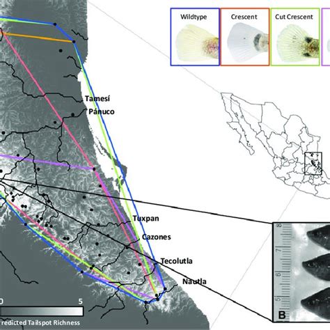 Toradh íomhá ar Cigarette Paper Scarring
