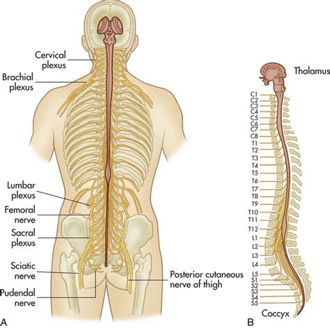 Toradh íomhá ar Location of Spinal Nerves
