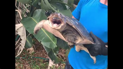 Image result for Snapping Turtle Long Neck