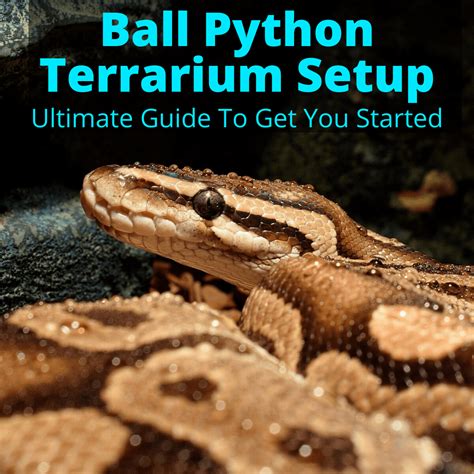 Image result for +Ball Python Beeding Set Up