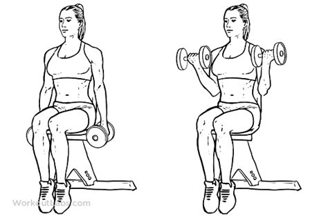 Toradh íomhá ar Sitting Dumbbell Curls