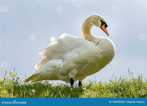Image result for Swan Side View