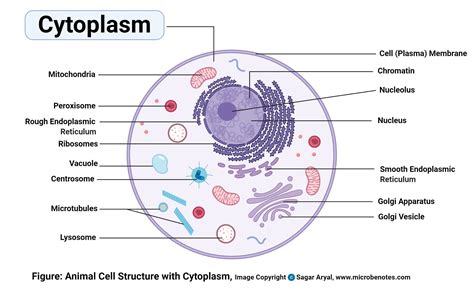 Animal Cell- Definition, Structure, Parts, Functions, Labeled Diagram
