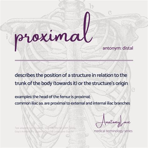 Image result for Proximal Distal Anatomical Position