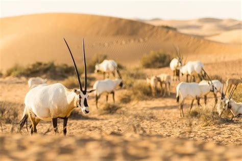 Image result for Behavioral Adaptation Examples