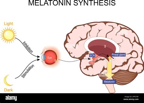 Toradh íomhá ar Sleep/Wake Cycle Model