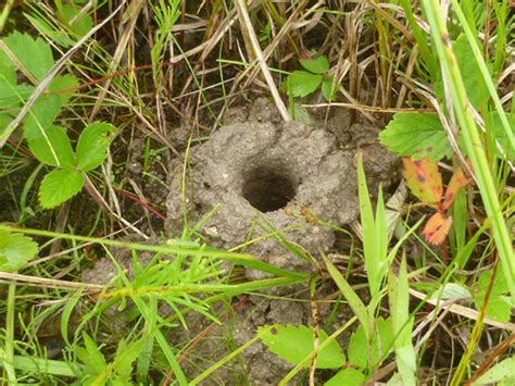 Image result for Crawdad Hole Fishing