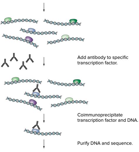 Afbeeldingsresultaten voor ChIP-seq