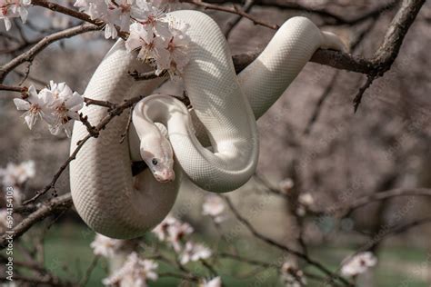 Beautiful white snake with blue eyes on a cherry blossom branch in the ...