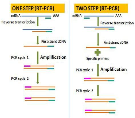 Image result for How Is RT-PCR Test Done