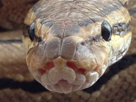 Swollen Ball Python に対する画像結果