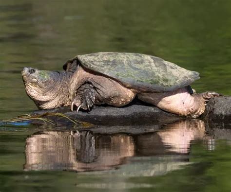 Realistic Chewtle Snapping Turtle に対する画像結果