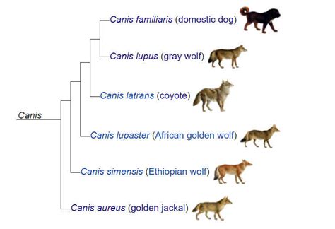 Image result for Dog Evolution Cladogram