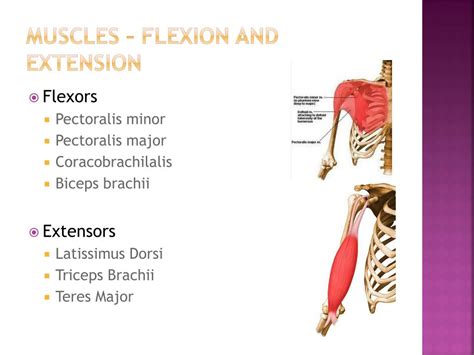 Internal Rotation of the Shoulder Muscles に対する画像結果