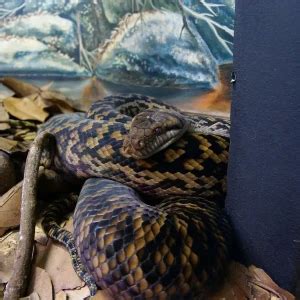 Image result for Australian Scrub Python Label Picture