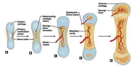 Researchers Uncover Bone-growth Process - QS Study