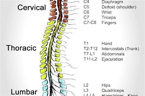 Spinal Cord Structure and Function に対する画像結果
