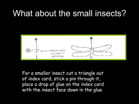 Image result for Insect Pinning
