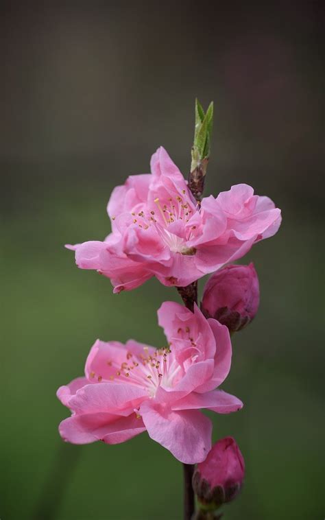 Plum Flower Disection に対する画像結果