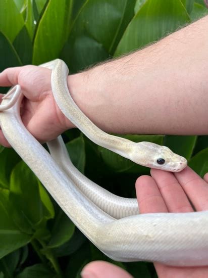 Image result for Ivory Reticulated Python